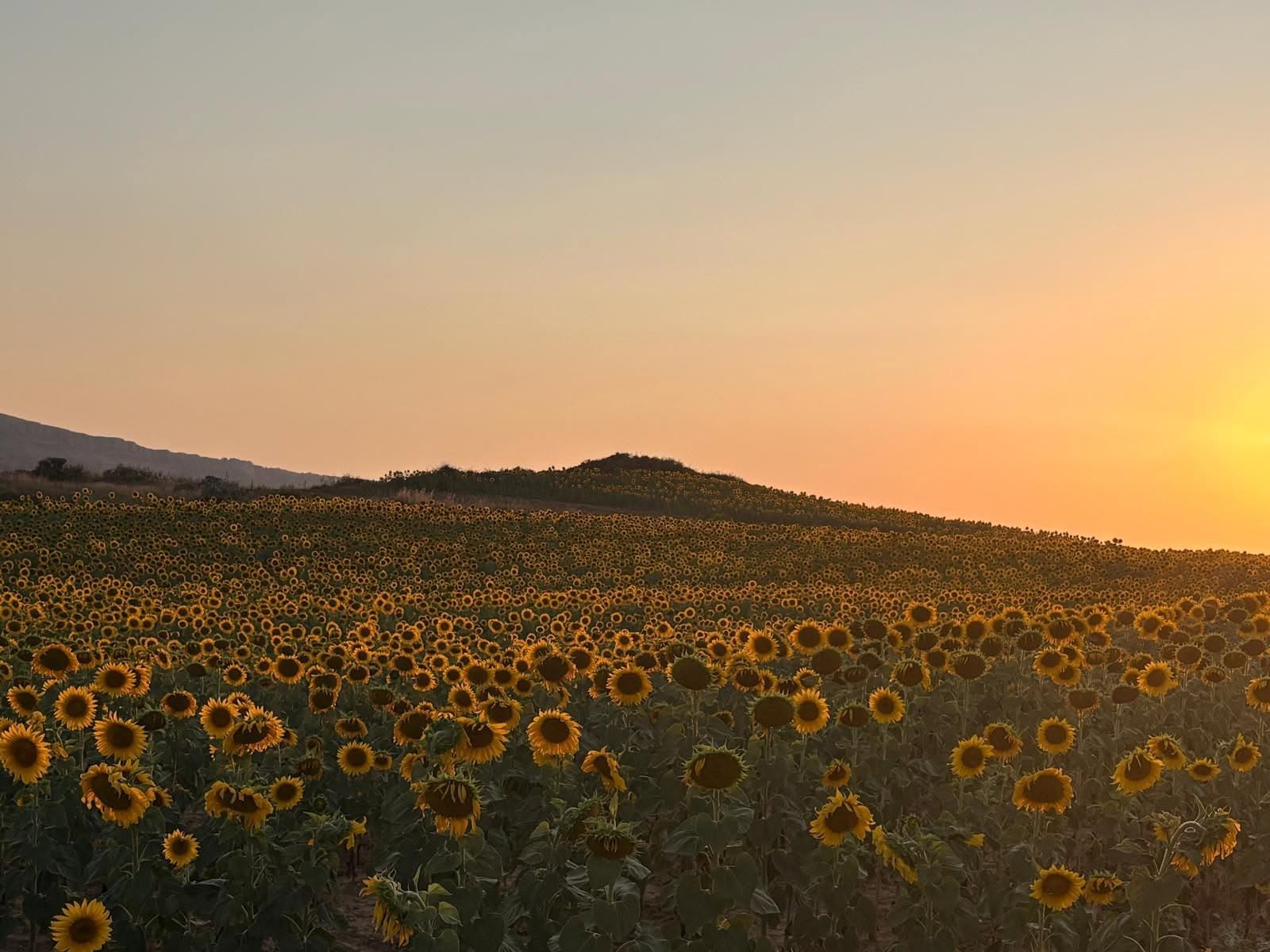 Sunflowers beneath a golden evening sky in Burgos, Spain